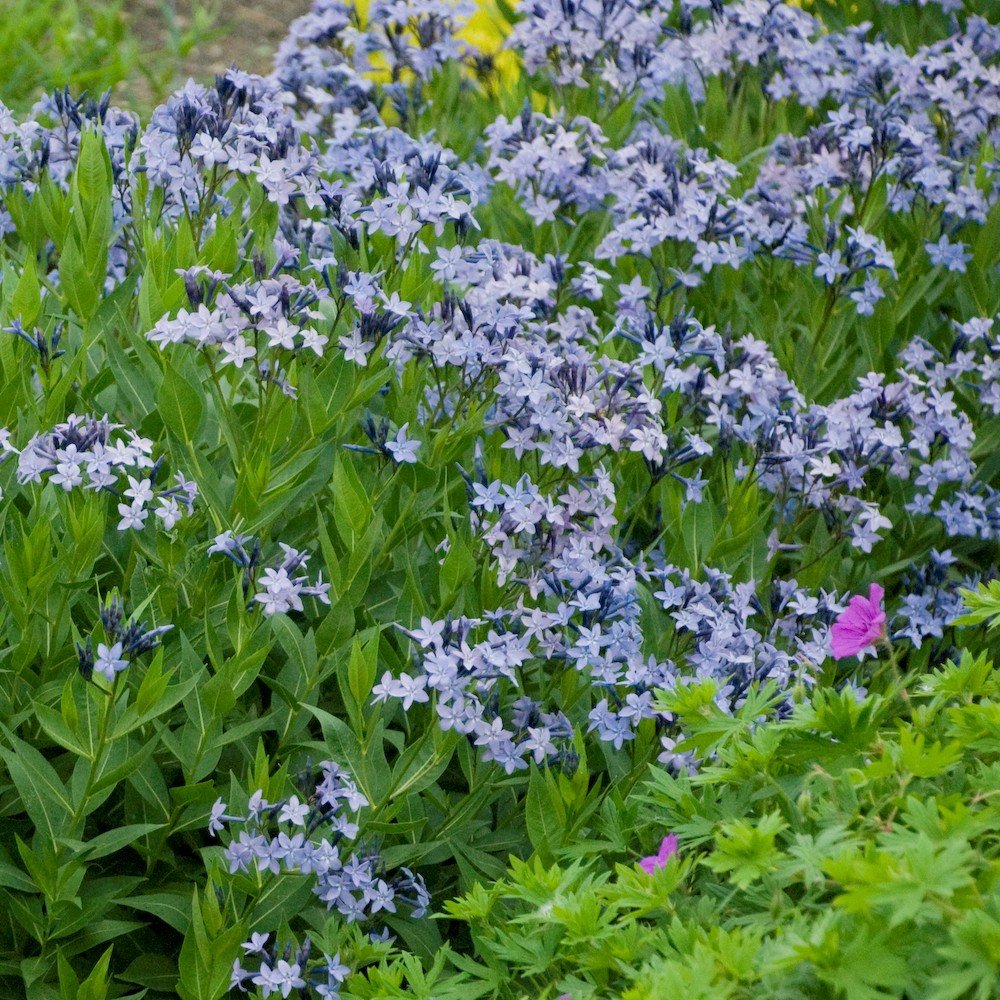 Amsonia tabernaemontana 'Blue Ice'